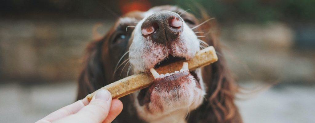 Komposisi Nutrisi dalam Makanan Kering Anjing: Apa yang Perlu Diperhatikan?