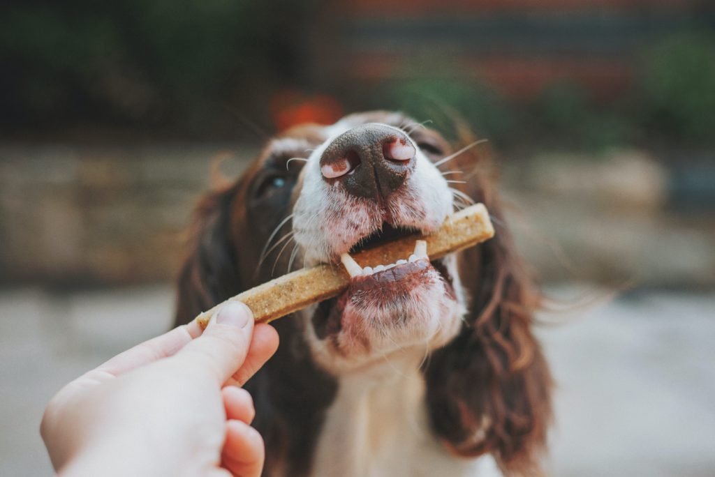 Komposisi Nutrisi dalam Makanan Kering Anjing: Apa yang Perlu Diperhatikan?